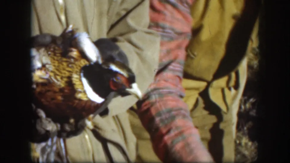 Close-up of a ring-necked pheasant held by two hunters in contrasting outerwear, tan field jacket and plaid flannel, circa 1958 Kansas.