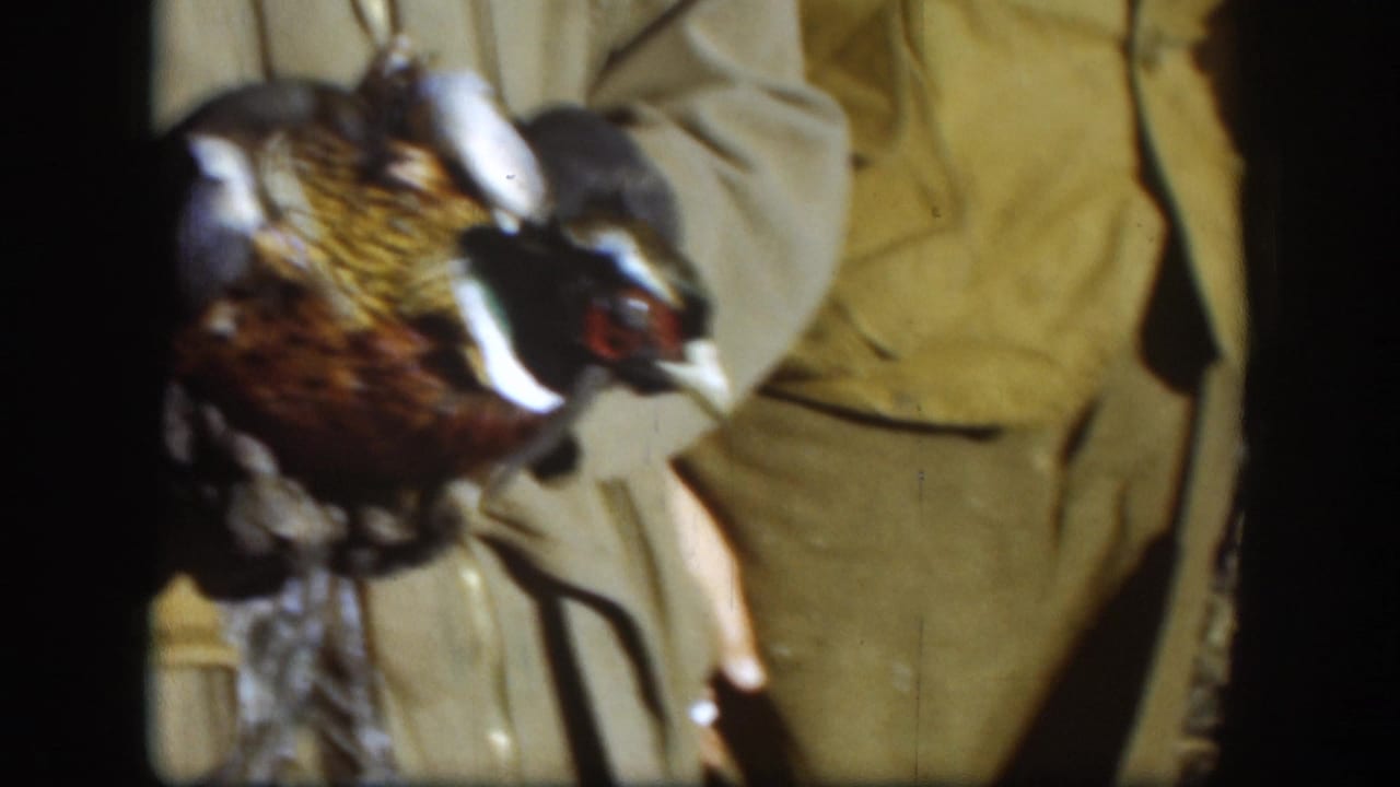Hunter's hands holding a harvested pheasant, mid-torso view, wearing an olive hunting vest.