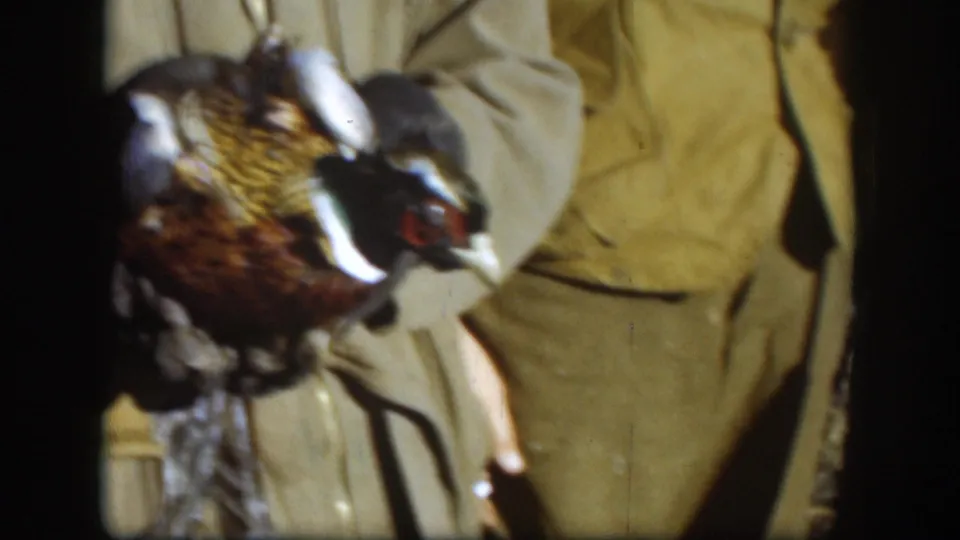 Close-up of a hunter's hands gripping a harvested pheasant, wearing an olive hunting vest, likely Kansas 1958 per clip metadata.