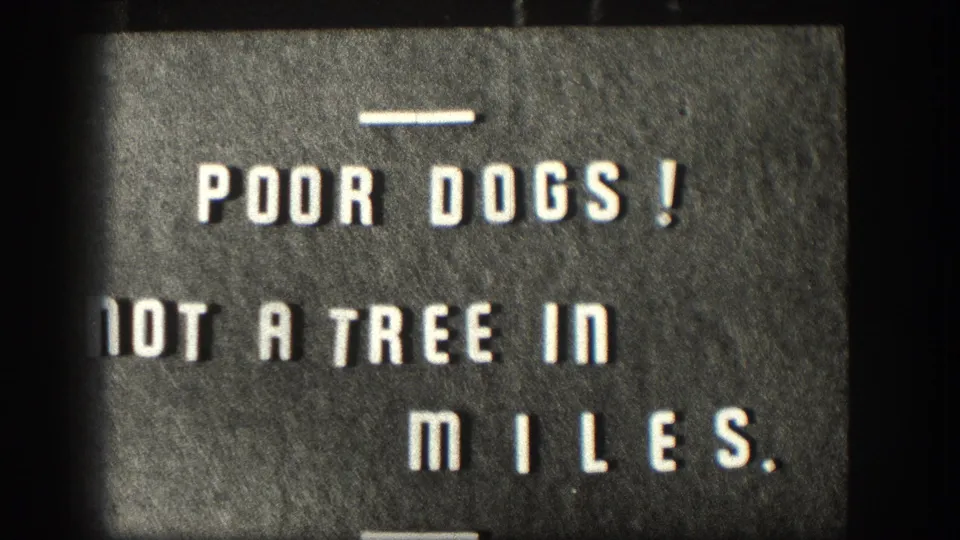 Amateur home-movie intertitle with white stenciled text on a dark cardstock background reading: POOR DOGS! NOT A TREE IN MILES.