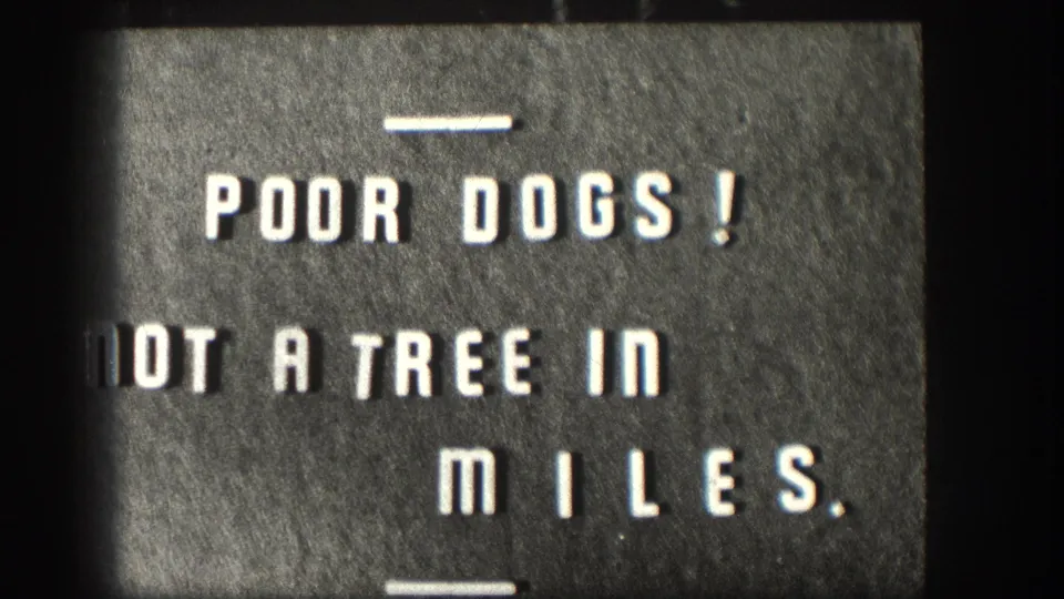 Second hold of the hand-stenciled intertitle reading POOR DOGS! NOT A TREE IN MILES, extending on-screen for viewer reading time.