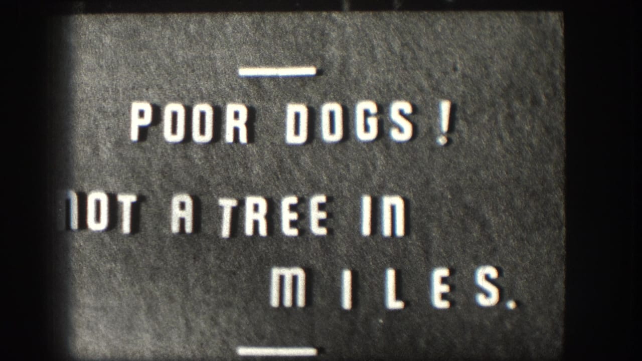 1958 Kansas 8mm home movie title card: white stencil lettering 'POOR DOGS! NOT A TREE IN MILES.' on dark grainy background with film scratches and decorative rule lines.