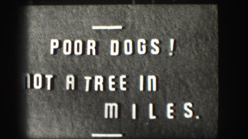 1958 Kansas 8mm home movie title card: white stencil lettering 'POOR DOGS! NOT A TREE IN MILES.' on dark grainy background with film scratches and decorative rule lines.