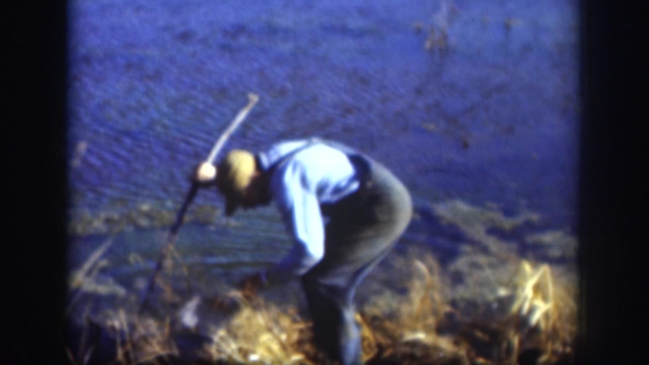 Man bent low at water's edge with stick raised, stooping over dry reeds at a lakeside; 8mm color.