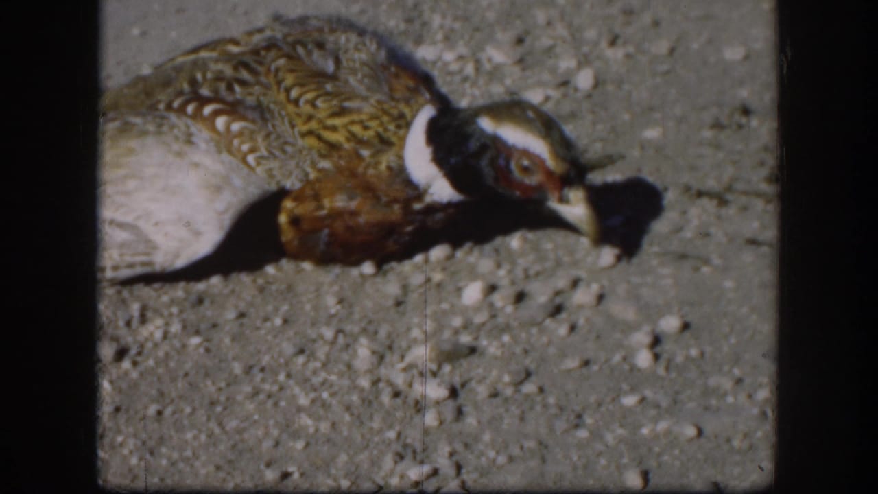 Dead ring-necked pheasant on a gravel road in Kansas, circa 1958, showing barred golden-brown feathers, white neck ring, and reddish head wattle in an 8mm home-movie close-up.
