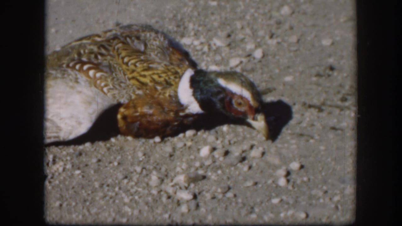 Close-up of dead ring-necked pheasant on gravel, head and neck ring visible, no hand in frame.