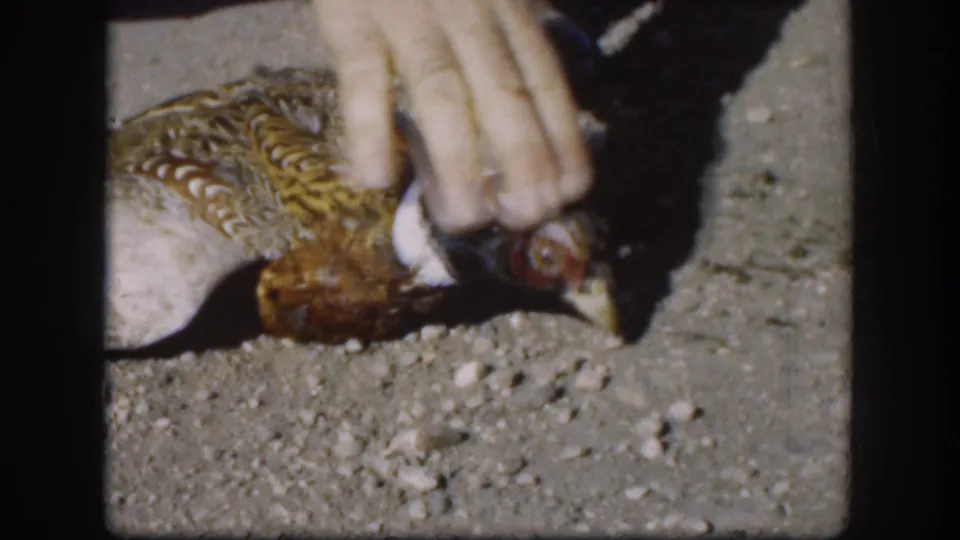 Adult hand touching a dead ring-necked pheasant on a gravel road in Kansas, circa 1958; barred golden wing feathers and white neck ring visible in 8mm close-up.