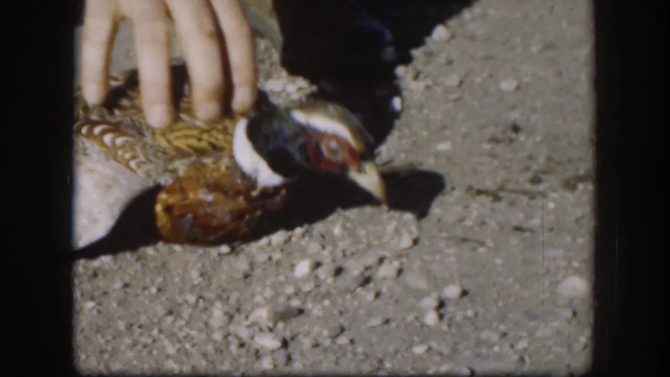 Adult hand grasping the head of a dead ring-necked pheasant on a gravel road in Kansas, circa 1958; reddish wattle and white neck ring prominent in 8mm amateur footage.