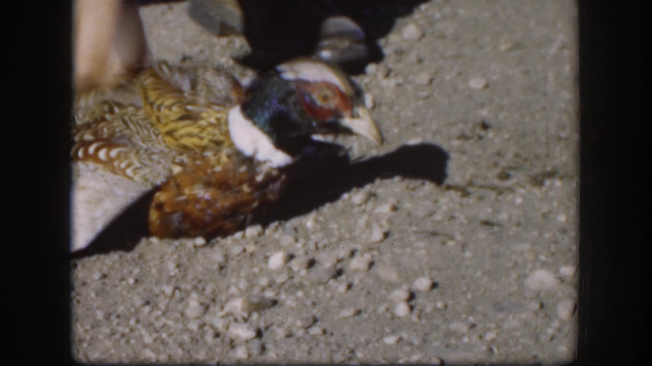Close-up of a freshly downed ring-necked pheasant on gravelly ground, Kansas, 1958; iridescent green head, white neck ring, and barred brown body feathers clearly visible.