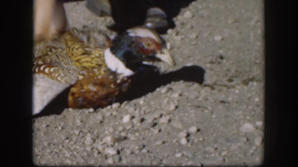 Close-up of a freshly downed ring-necked pheasant on gravelly ground, Kansas, 1958; iridescent green head, white neck ring, and barred brown body feathers clearly visible.