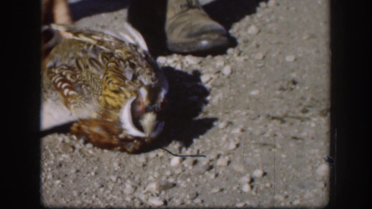Downed ring-necked pheasant from a different angle on gravelly ground, Kansas, 1958; barred golden-brown wing feathers and a leather boot visible in upper right.