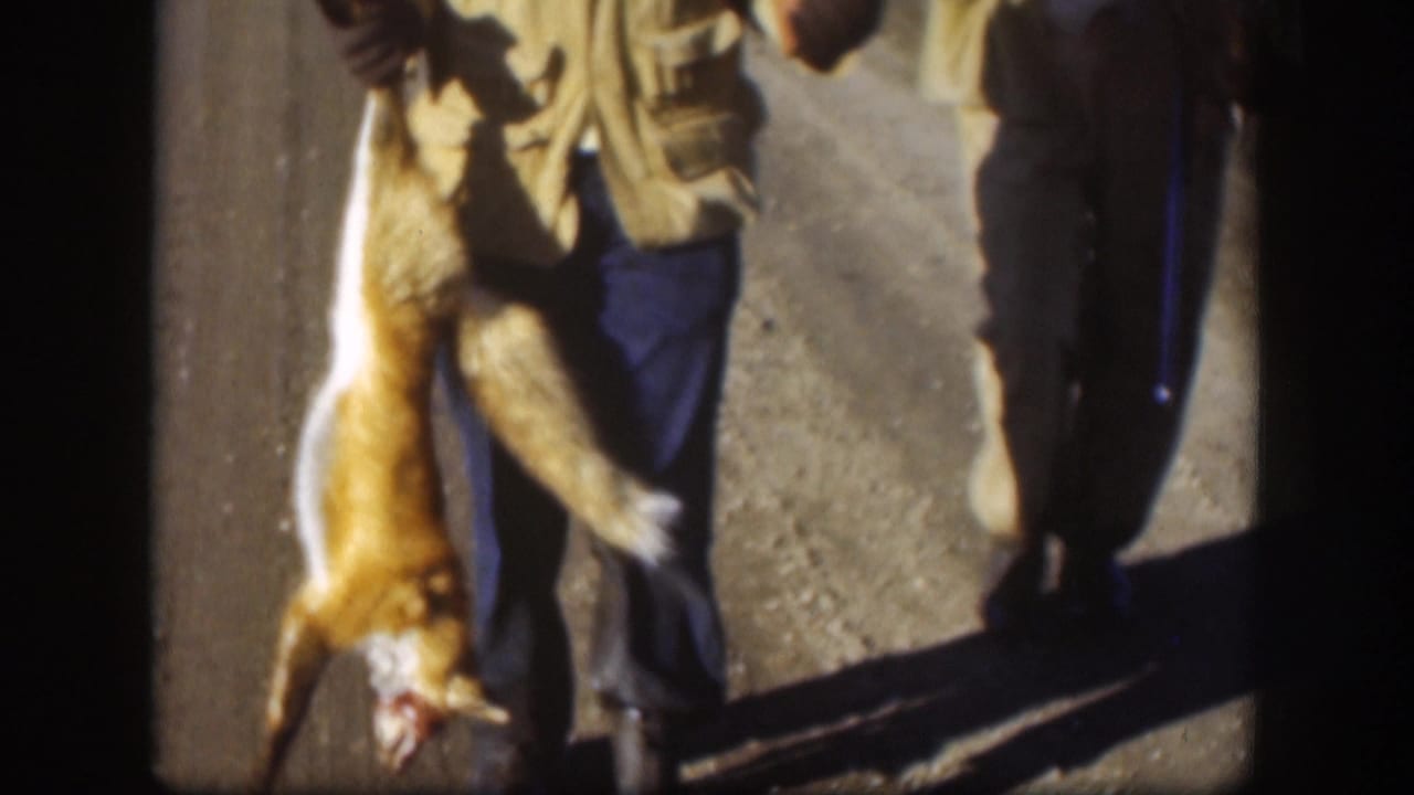 Close-up of a dead fox held by its hind legs on a rural Kansas road, c. 1958; orange-brown fur and pale underbelly clearly visible against a gravel-road background.