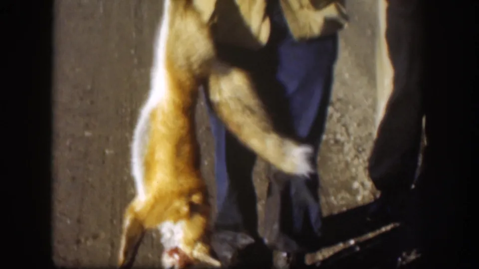 Tight close-up of a dead fox suspended by the hind legs, orange-brown and white fur prominent; edge of a vehicle partially visible at bottom frame, c. 1958.