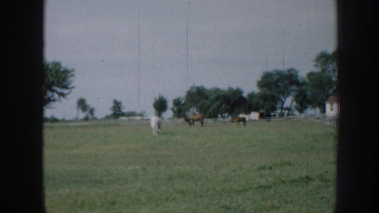 White horse and several brown horses grazing in a fenced meadow; farm building and treeline visible in background; 8mm home movie, Nebraska, c. 1958.