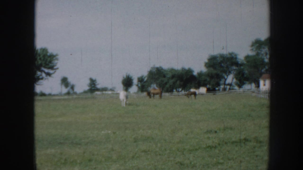 White horse stands at center of green pasture, brown horses graze nearby, fence and white farm building visible at rear.