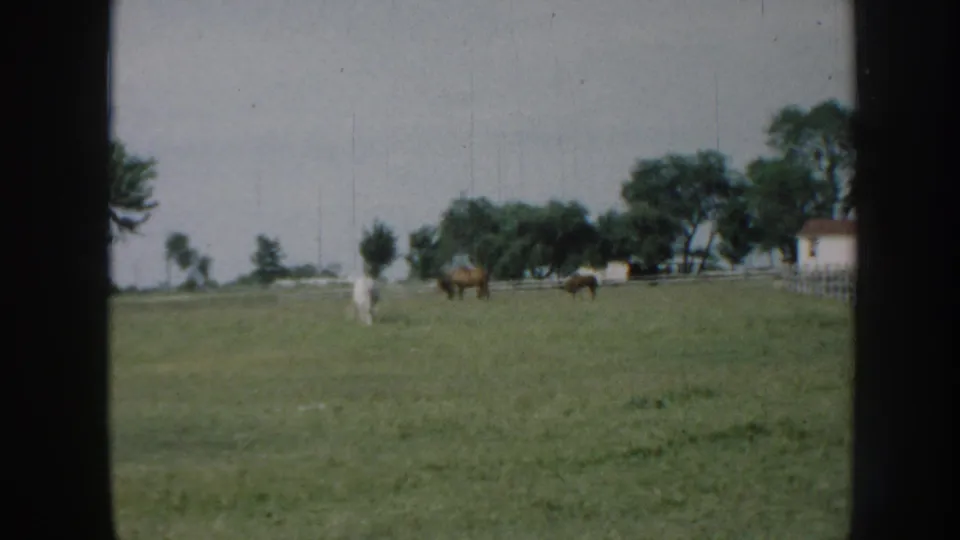 White horse and brown horses spread across a green pasture; white farm building with dark roof and deciduous treeline in background; 8mm home movie, Nebraska, c. 1958.