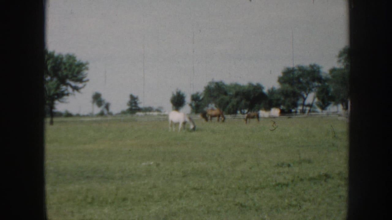 White and brown horses grazing in open pasture behind white wooden fence, trees and grey sky visible, 8mm film border at edges.