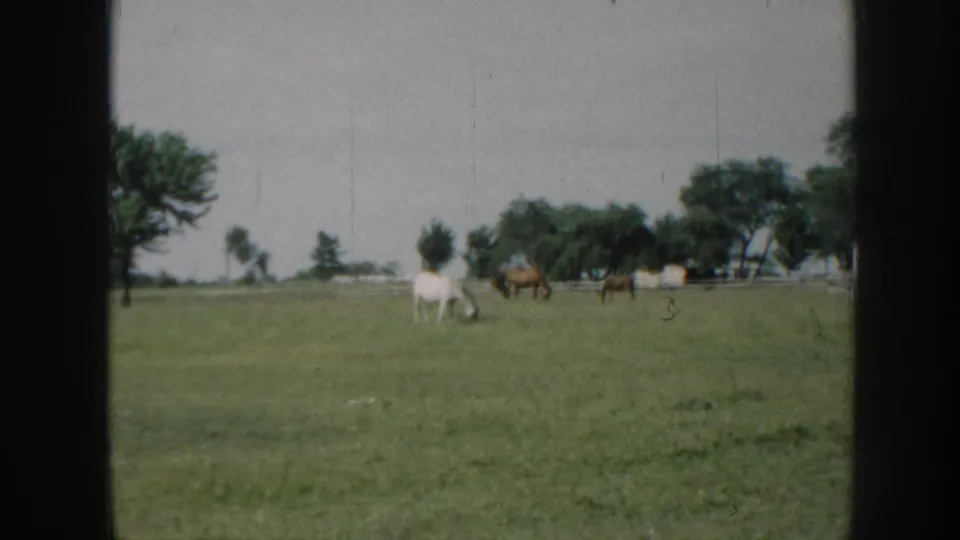 Horses grazing in fenced summer pasture, attributed to Nebraska circa 1958; 8mm film gate vignetting visible, white farm structure in background.