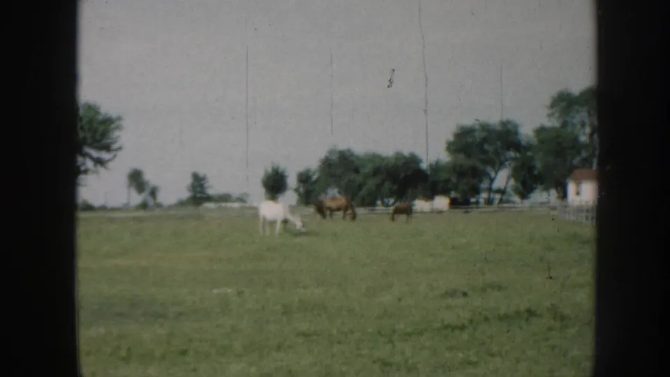 Three horses grazing in fenced pasture near white farm outbuilding, attributed to Nebraska circa 1958; vertical film scratch and gate border visible on 8mm stock.