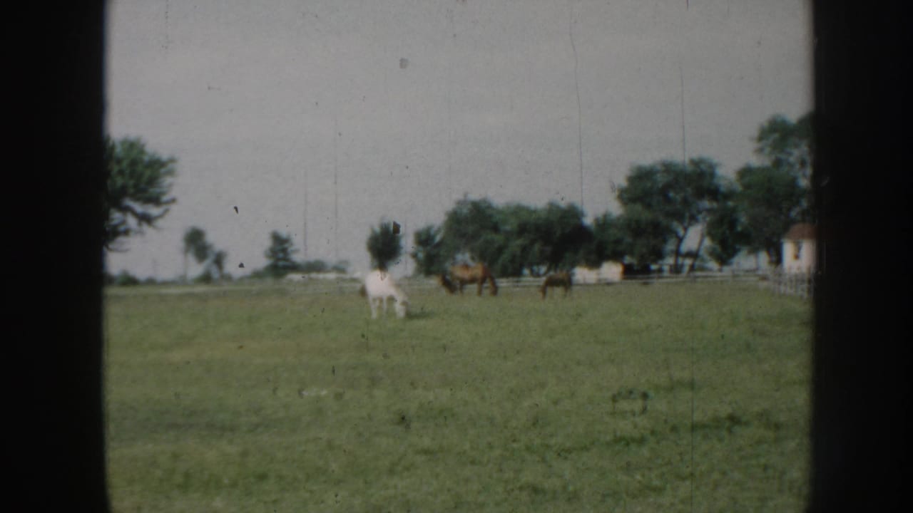 Wide shot of horses grazing in a green pasture, Nebraska circa 1958; white horse at center, brown horses beyond, trees and farm building on the horizon.