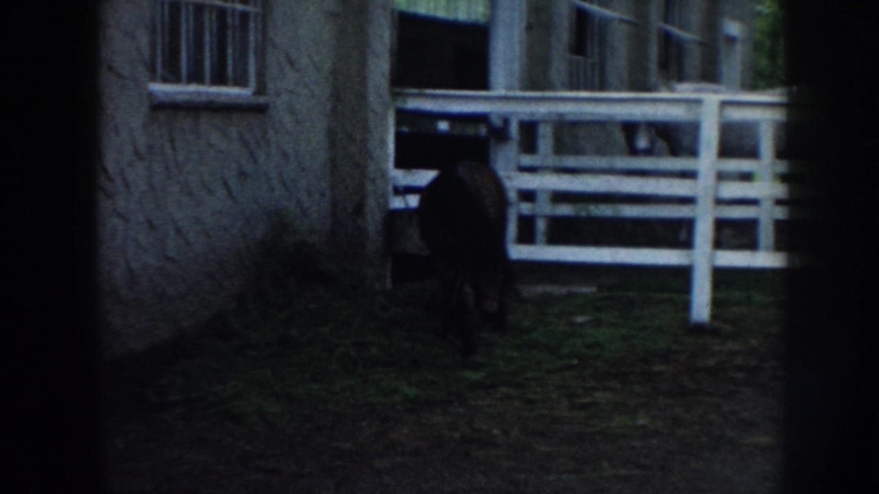 Dark horse in shadow beside a stone or concrete building wall; white multi-rail fence visible at right edge.