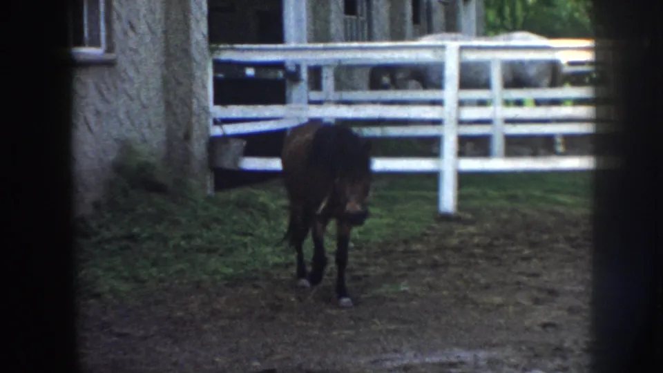 Brown horse approaching camera in a fenced dirt enclosure, white multi-rail fence and stone building behind; Nebraska farm circa 1958.