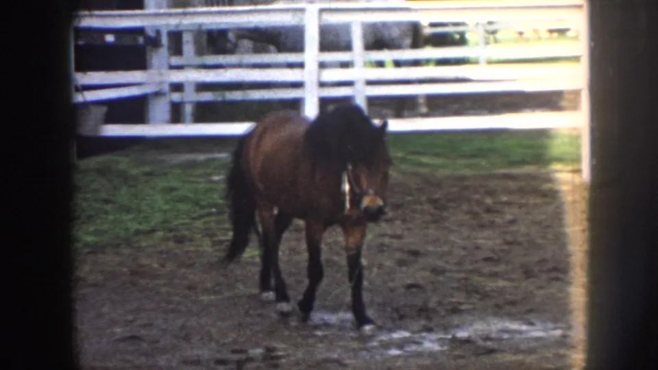 Brown horse at close range in a dirt paddock approaching camera, white fence and dark barn behind; Nebraska farm circa 1958; film flare at right edge.