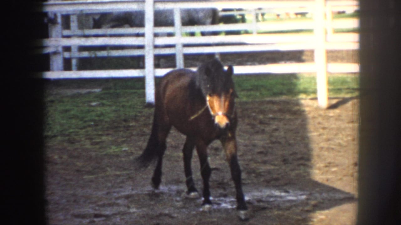 Dark bay pony standing in a fenced dirt corral with white rail fence behind, dappled sunlight on muddy ground; consistent with 1950s rural Nebraska farm setting on 8mm home movie film.