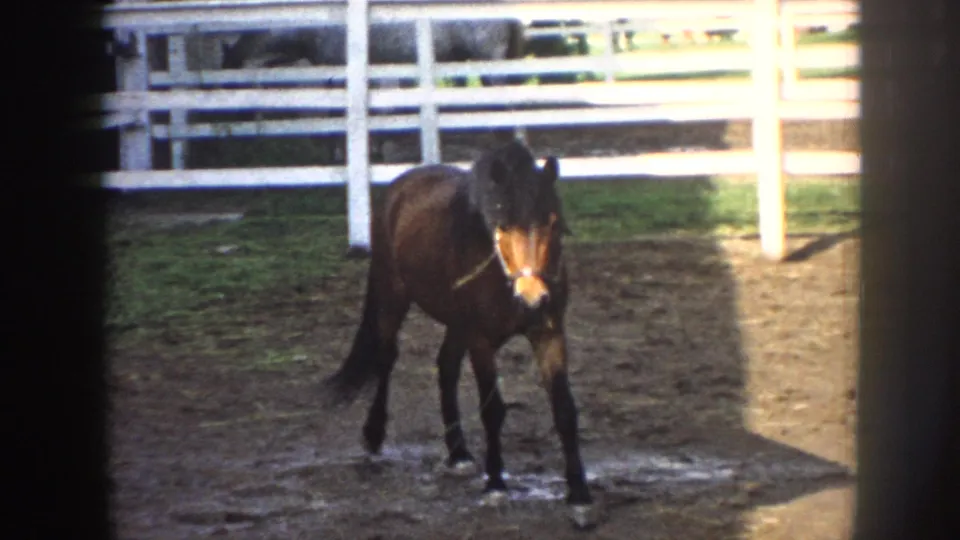 Dark bay pony standing in a fenced dirt corral with white rail fence behind, dappled sunlight on muddy ground; consistent with 1950s rural Nebraska farm setting on 8mm home movie film.