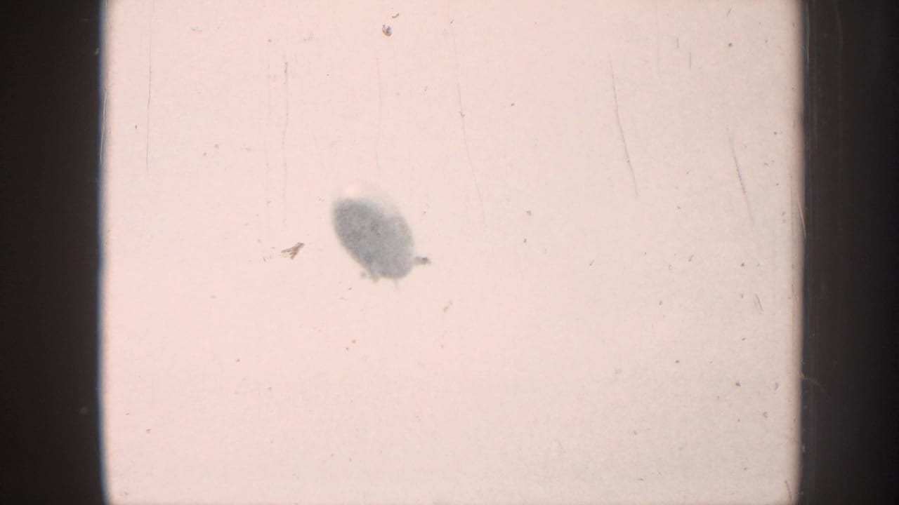 Overexposed 8mm sky frame showing two dark oval shapes against a pale ground; the larger silhouette may be a distant blimp at altitude, captured in this 1958 Nebraska home movie.