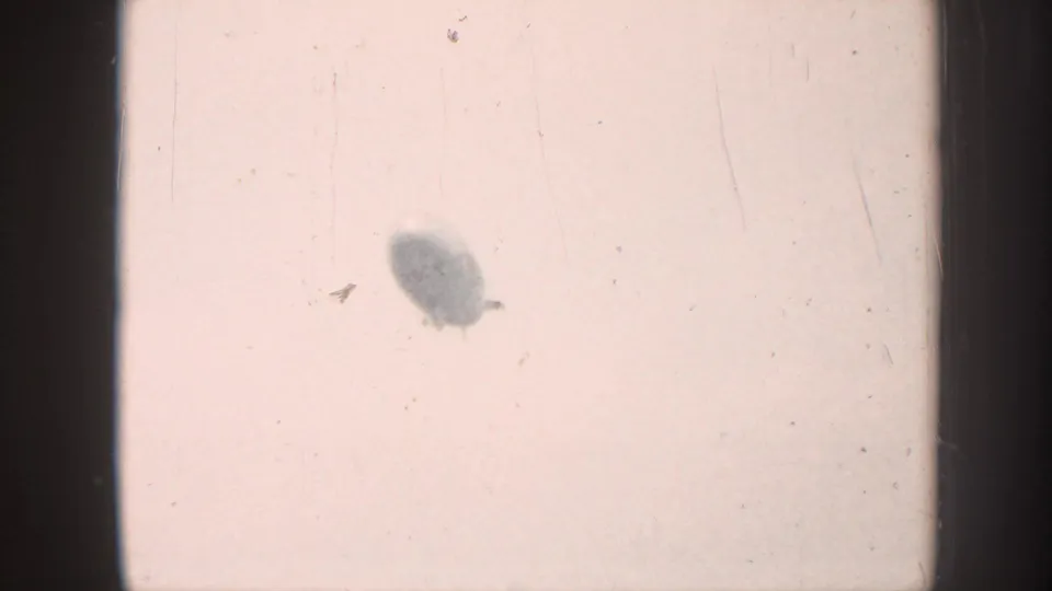 Overexposed 8mm sky frame showing two dark oval shapes against a pale ground; the larger silhouette may be a distant blimp at altitude, captured in this 1958 Nebraska home movie.