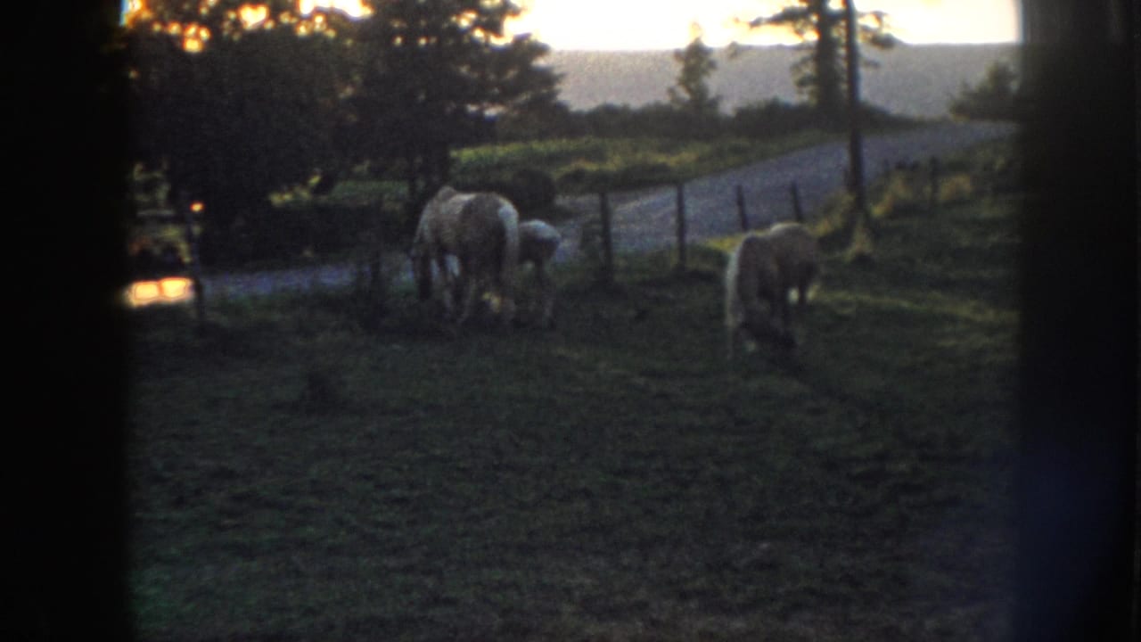 8mm home movie frame, c.1958, showing light horses by a fence with a warm dusk glow on the horizon, likely rural Nebraska.