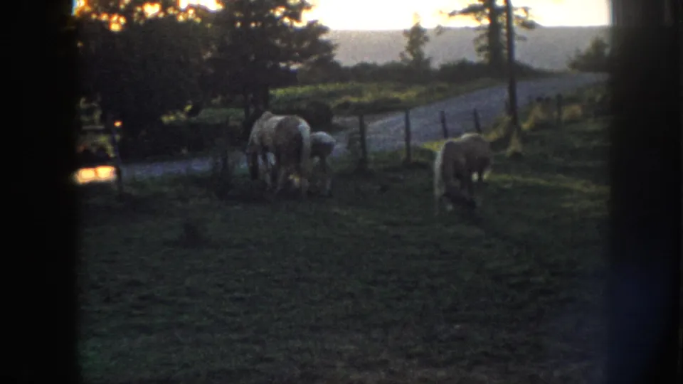 8mm home movie frame, c.1958, showing light horses by a fence with a warm dusk glow on the horizon, likely rural Nebraska.