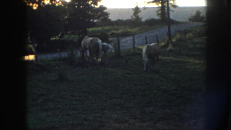8mm farm footage, c.1958, showing horses and a person tending to them at dusk beside a wooden fence, with a gravel path and distant landscape visible.