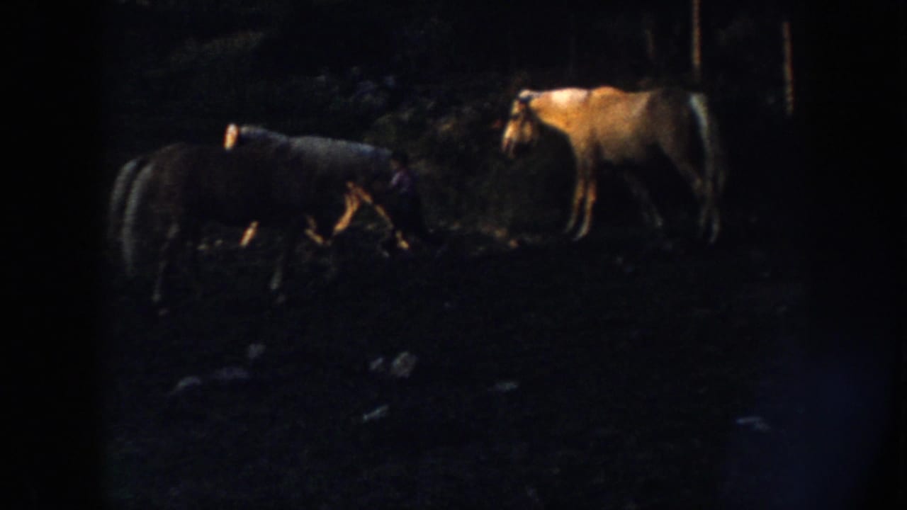 Two horses grazing in a backlit rural pasture, consistent with late 1950s Nebraska farm footage shot on 8mm film.