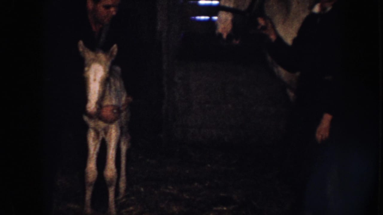 1958 Nebraska home-movie frame showing a white colt in a dark stable as adults stand near a larger white horse.