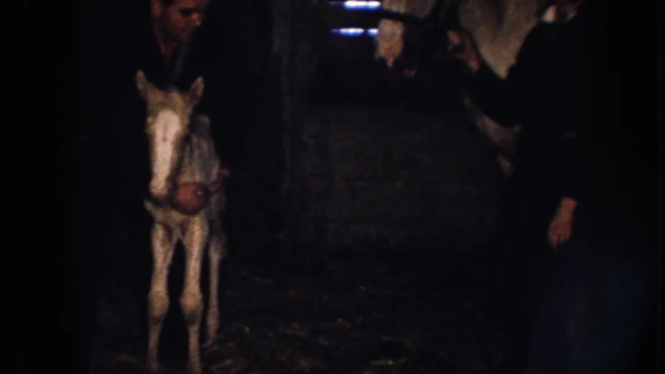 1958 Nebraska home-movie frame showing a white colt in a dark stable as adults stand near a larger white horse.
