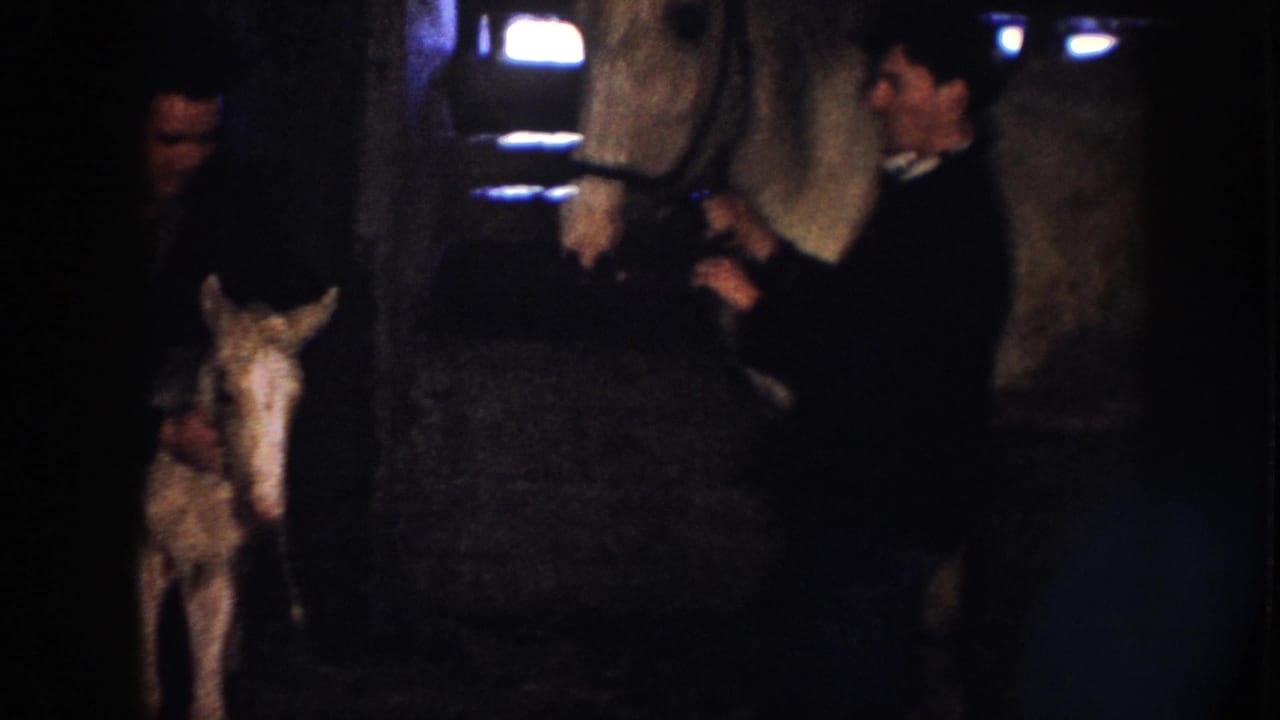 Adult bends near a white colt while another person holds a larger white horse.