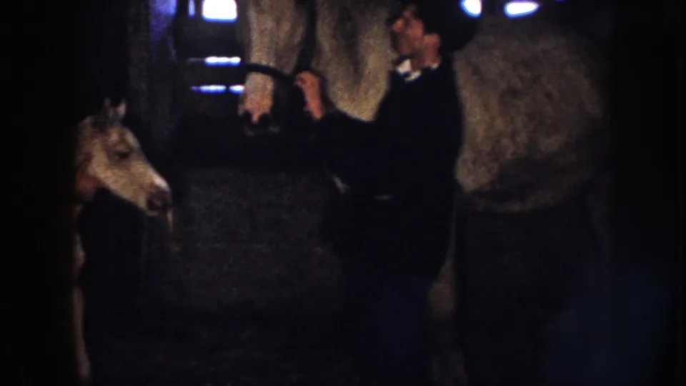 1958 Nebraska frame with two adults between a white colt and a larger horse inside a dark wooden stable.