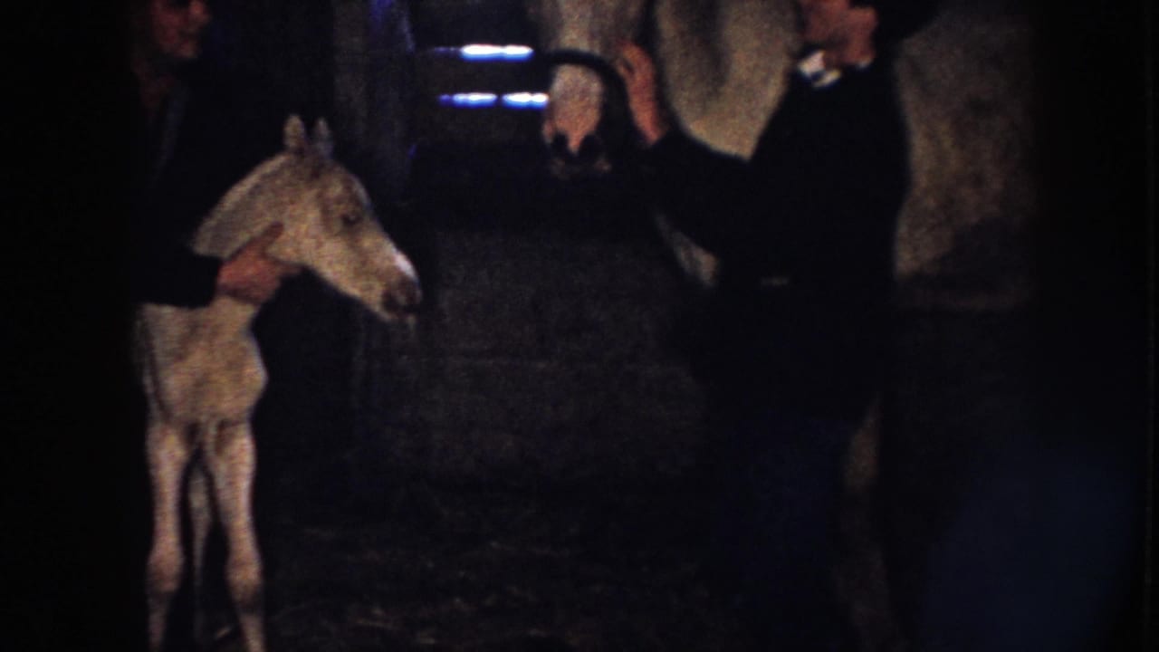 In 1958 Nebraska home-movie footage, a man steadies a pale foal in a dim barn as another adult stands in the background.