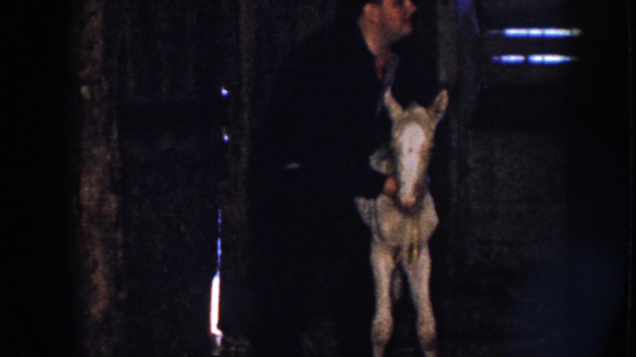A man in dark clothing stands behind a pale foal in a Nebraska barn, with a larger horse and another adult partly visible nearby.