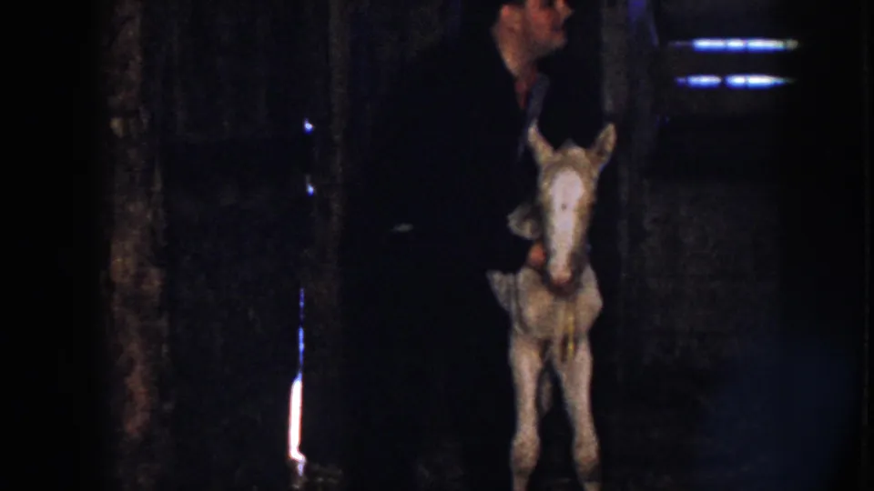 A man in dark clothing stands behind a pale foal in a Nebraska barn, with a larger horse and another adult partly visible nearby.