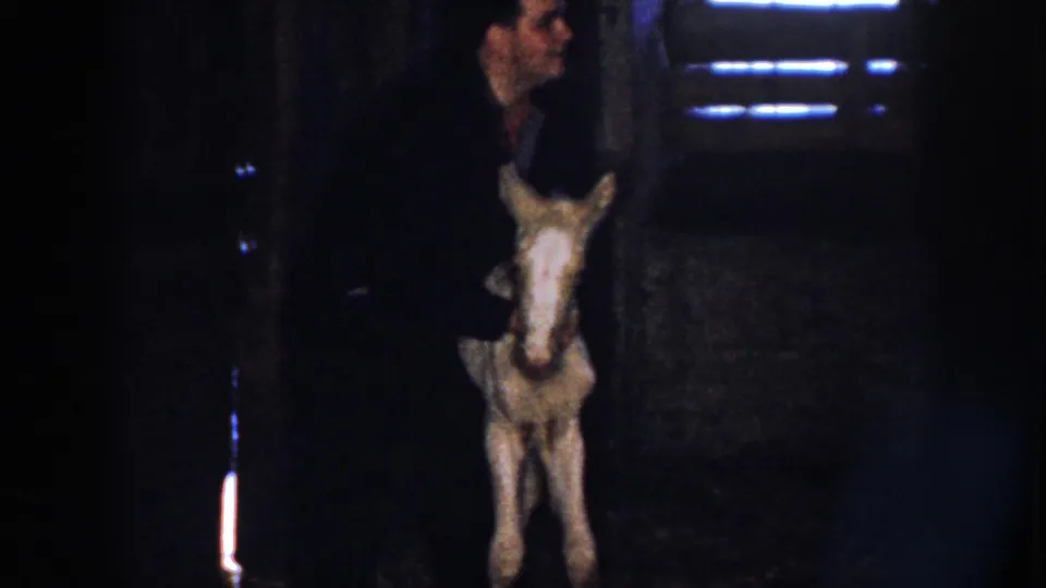 The foal stands facing the camera in the dim barn, with the man close behind and blue-white window light in the background.