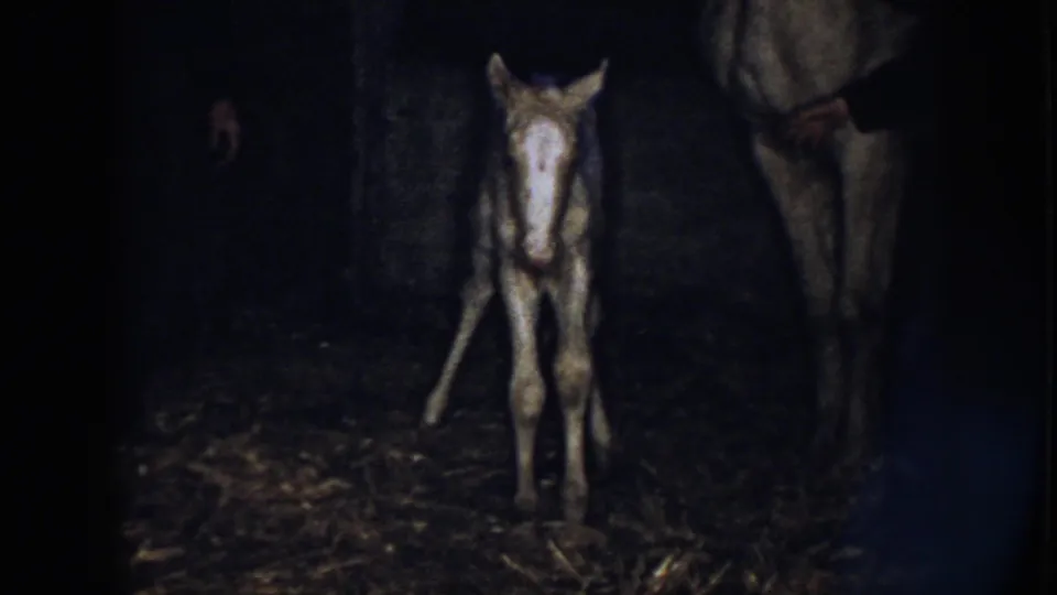 A newborn foal stands on thin legs in the dim Nebraska stable, with the adult horse partly visible at the side.