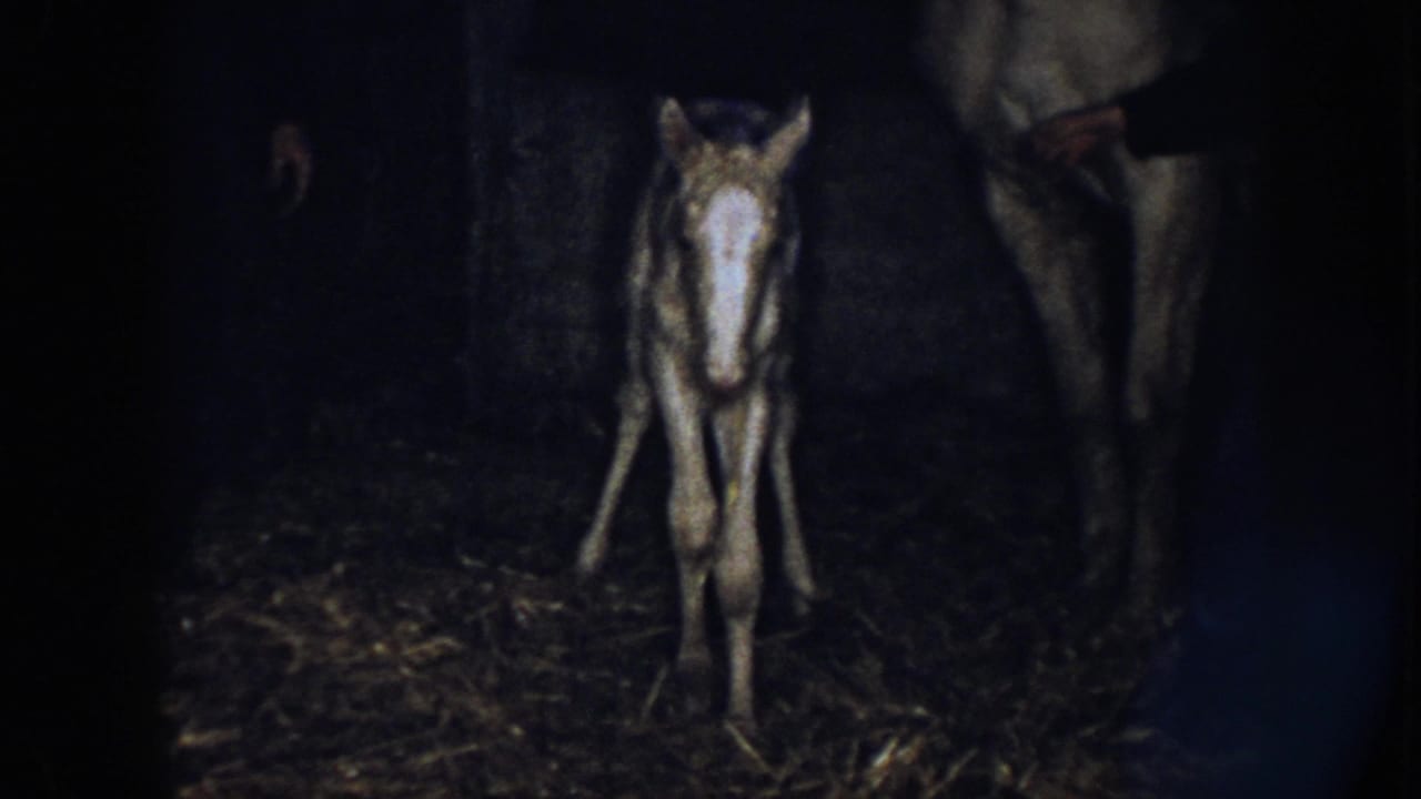 1958 Nebraska 8mm frame showing a newborn foal with a pale blaze standing near an adult horse in a dim straw-covered barn.