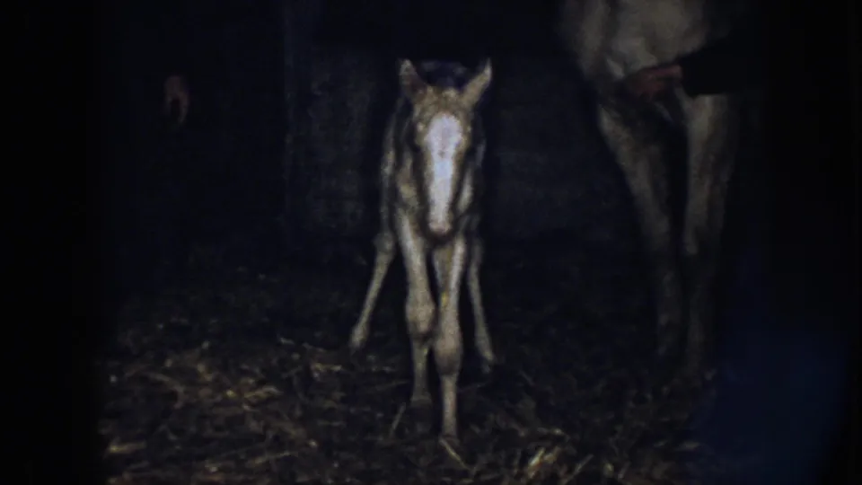 1958 Nebraska 8mm frame showing a newborn foal with a pale blaze standing near an adult horse in a dim straw-covered barn.
