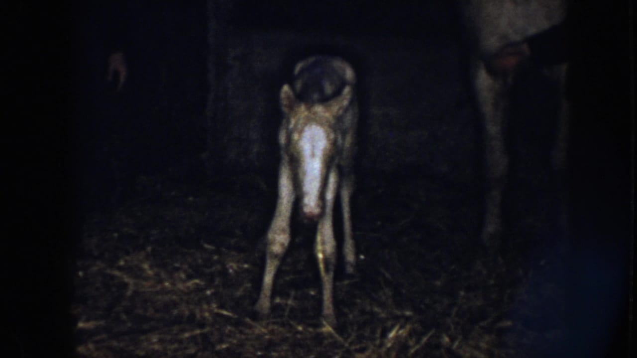 Foal faces the camera while an adult horse and handler remain partly visible in shadow.
