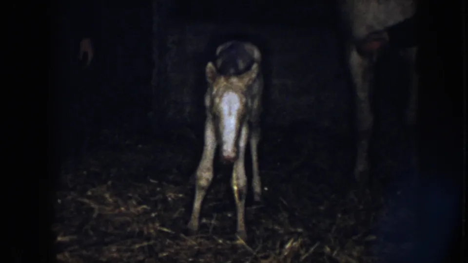 1958 Nebraska home-movie frame of a foal facing forward in a dark barn, with an adult horse and partial handler nearby.