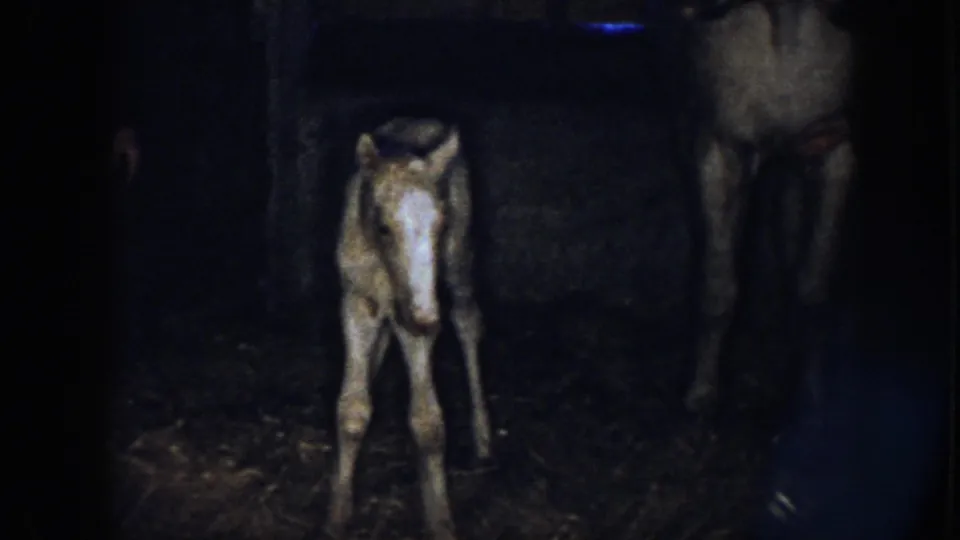 1958 Nebraska 8mm still with the foal standing low and unsteady beside the adult horse in the dim barn.