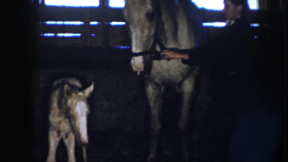 1958 Nebraska barn frame showing a handler holding the adult horse as the newborn foal stands nearby under slatted light.